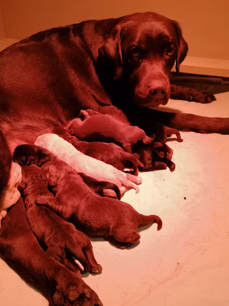 De La Vallée De Brétignolle - Nos bébés sont nés 