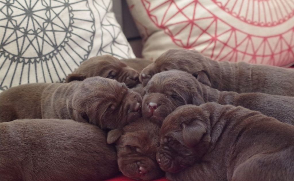 De La Vallée De Brétignolle - Les bébés chocolats de JOPLIN  sont nés 