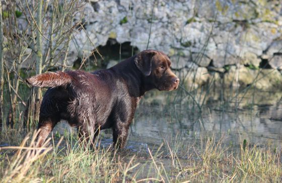 chiot Labrador Retriever De La Vallée De Brétignolle