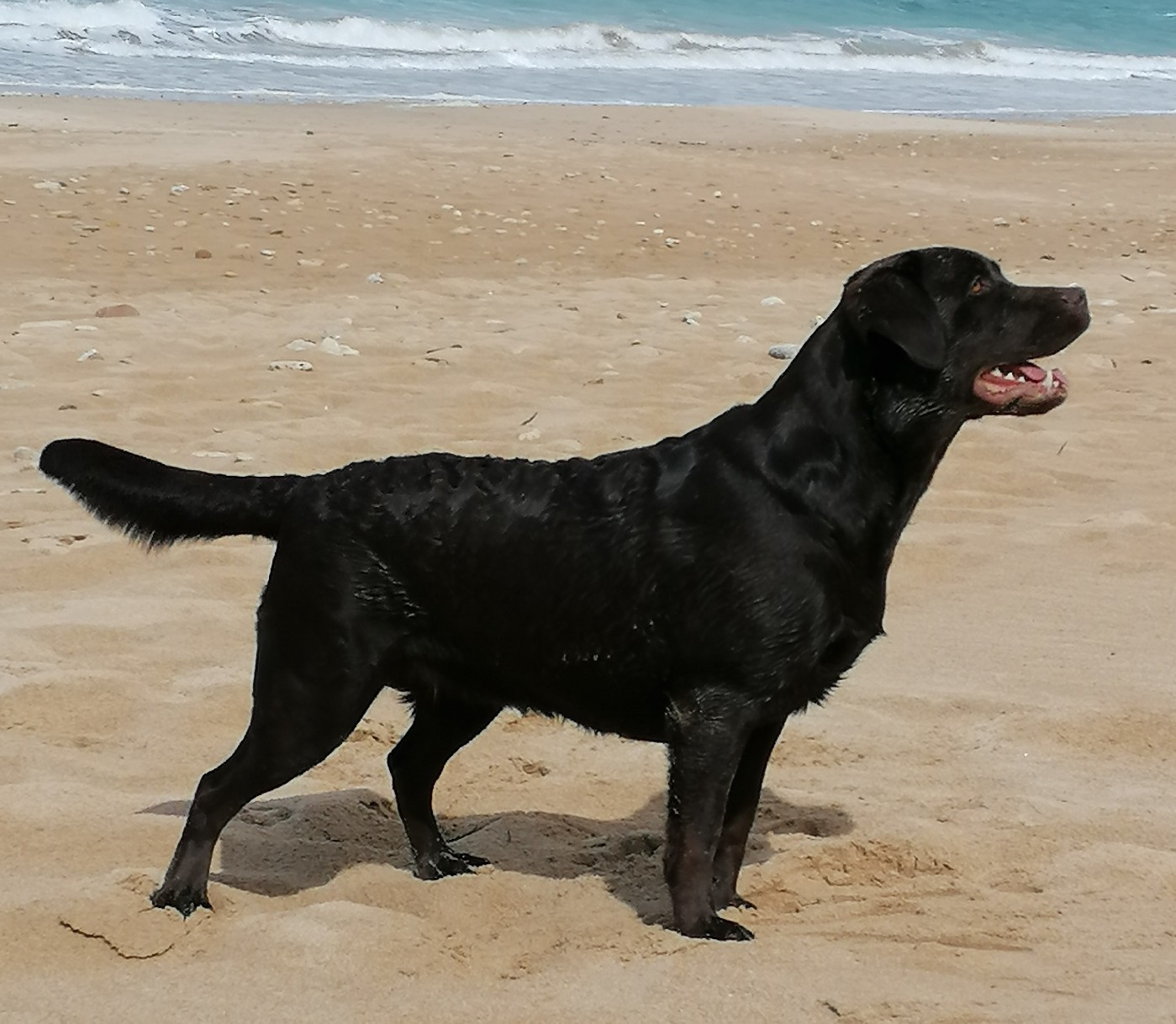 Pink lady de la vallée de Brétignolle De La Vallée De Brétignolle