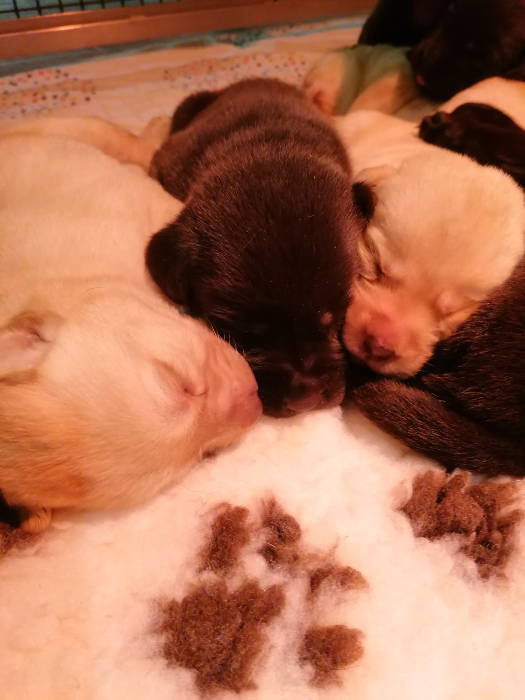 3 SEMAINES POUR NOS BÉBÉS