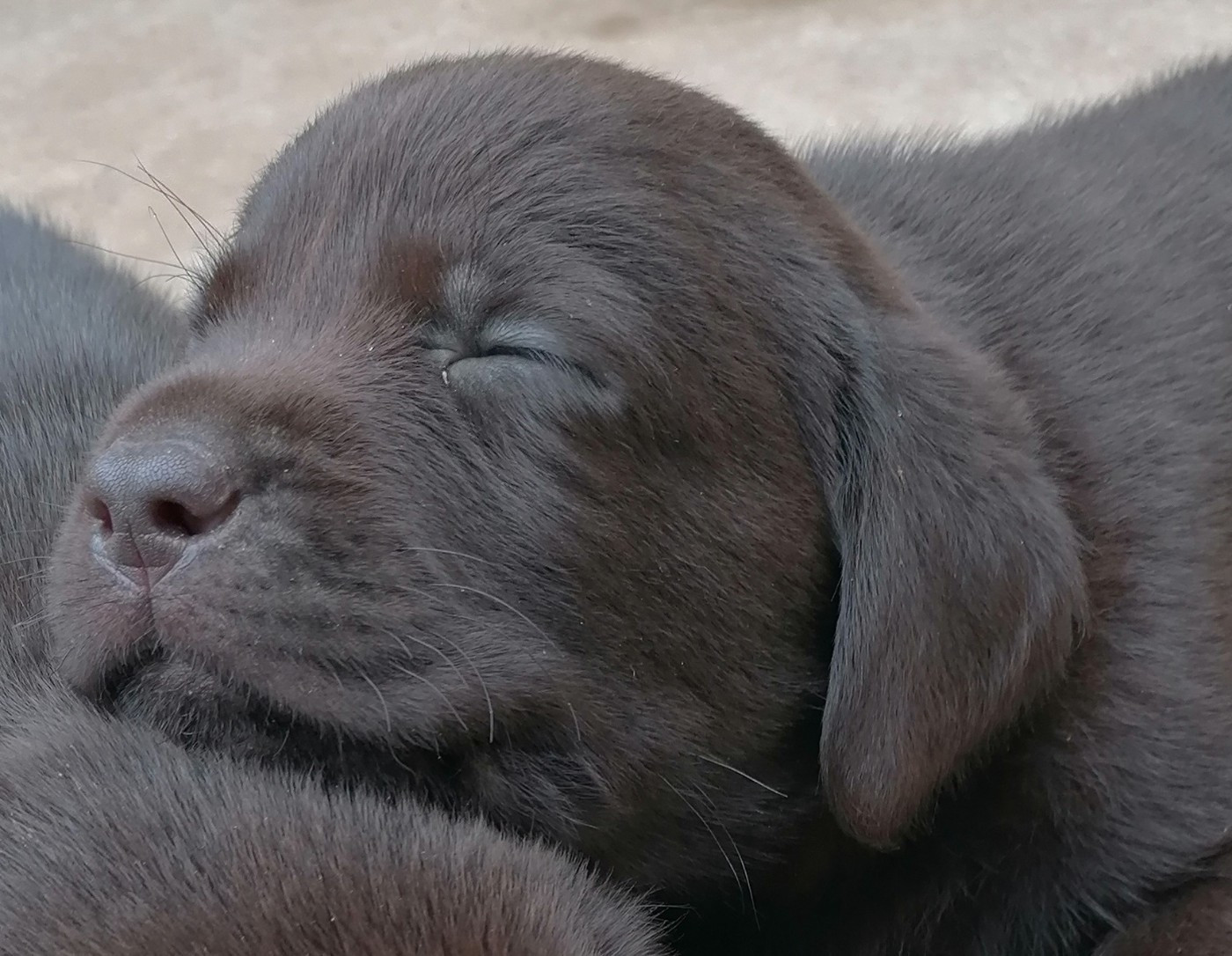 De La Vallée De Brétignolle - Naissance de bébés noirs et chocolats