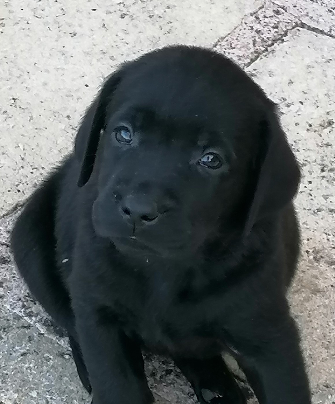 Chiots disponibles