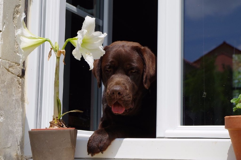 Notre gros bébé larry