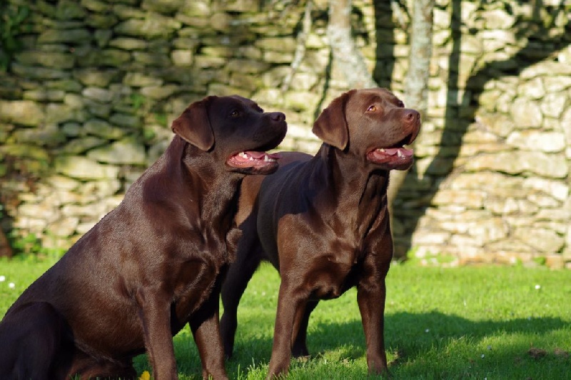 jude et joplin au jardin