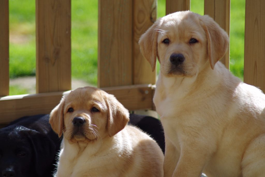Les bébés profitent d'une belle journée sous le soleil
