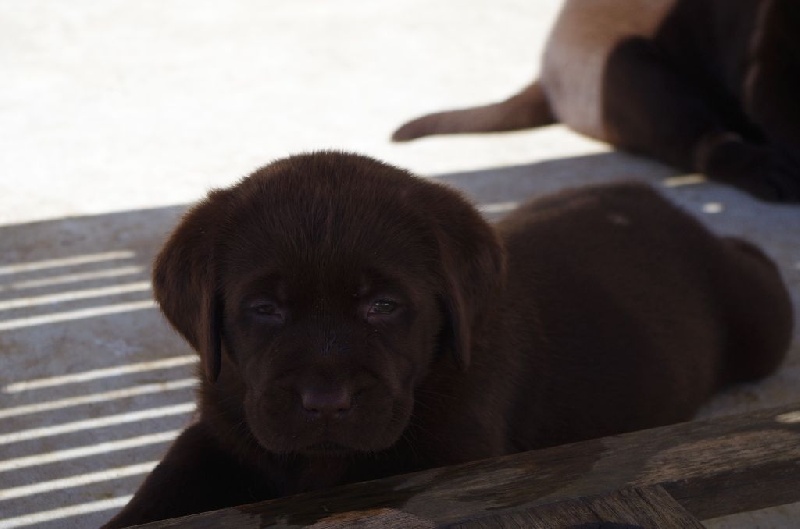 chichi et ces 5 beaux bébés