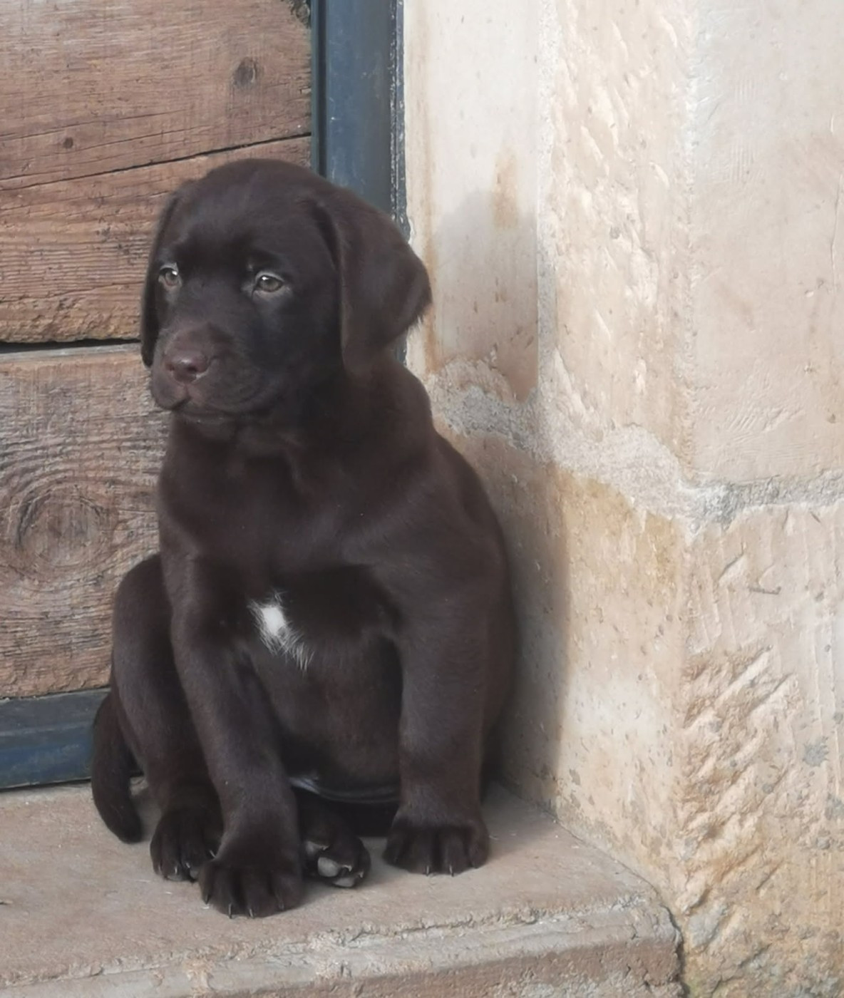 De La Vallée De Brétignolle - Chiots disponibles - Labrador Retriever