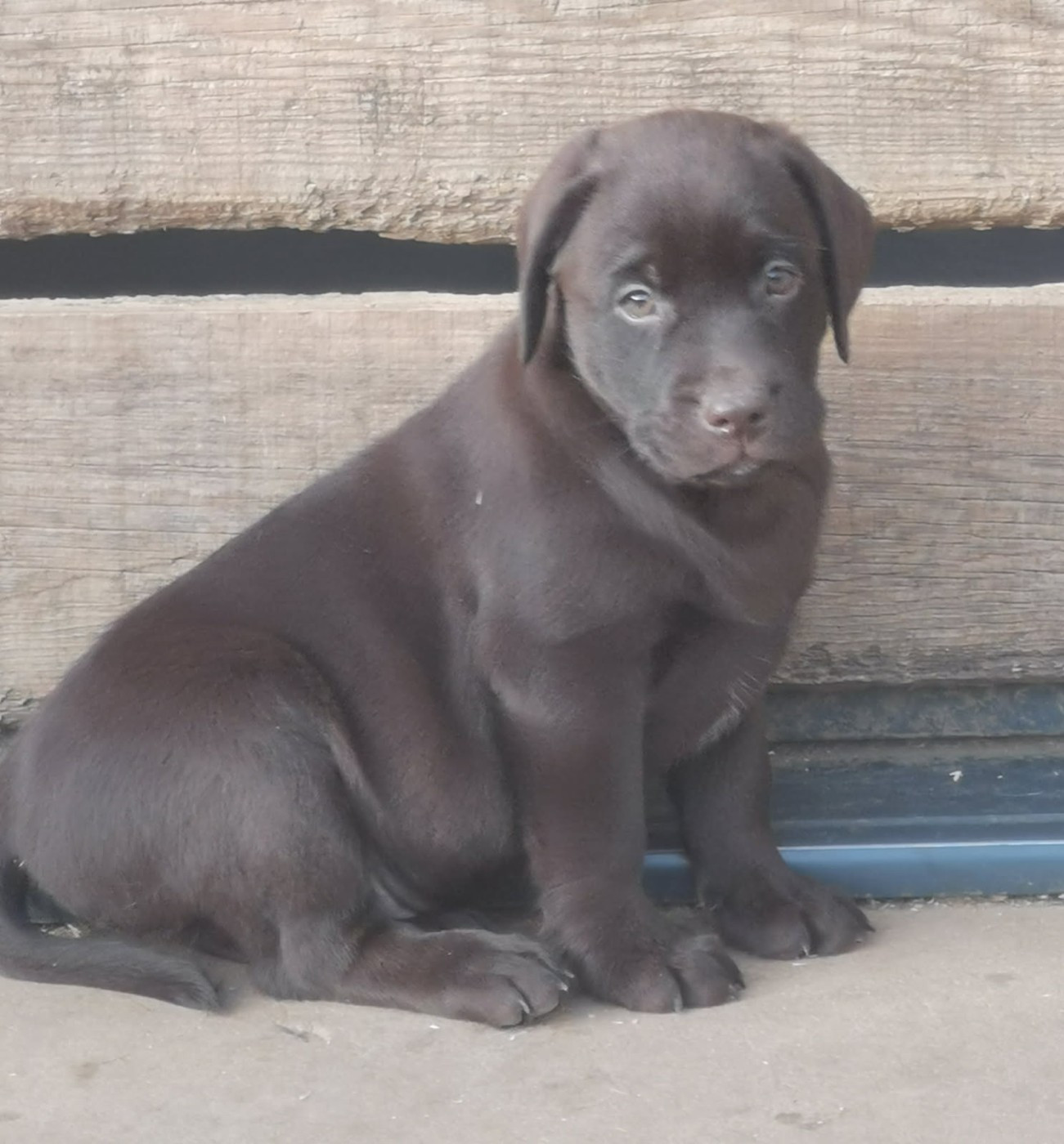 De La Vallée De Brétignolle - Chiots disponibles - Labrador Retriever