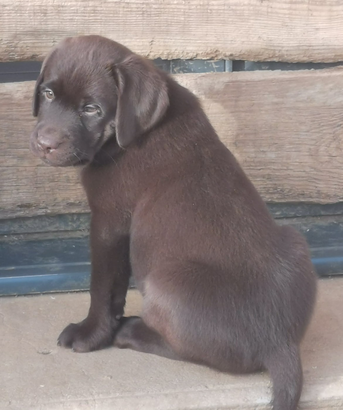 De La Vallée De Brétignolle - Chiots disponibles - Labrador Retriever