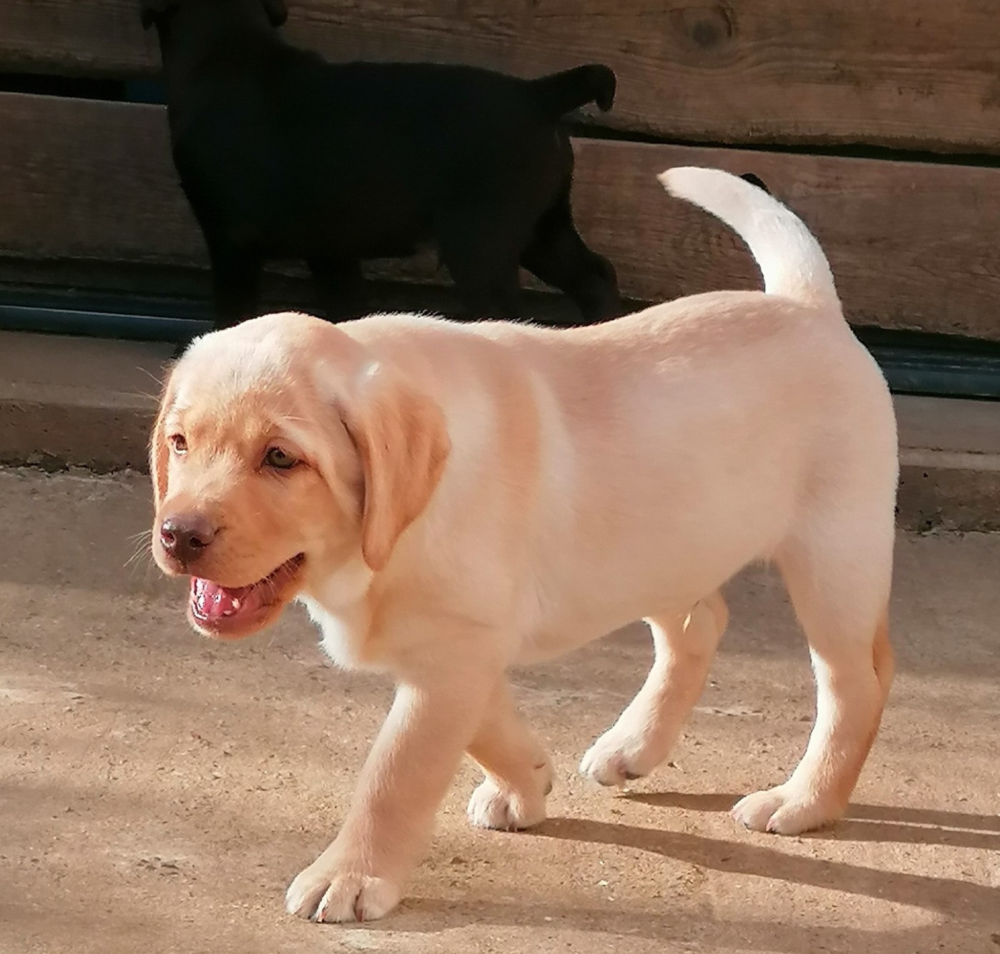 De La Vallée De Brétignolle - Chiots disponibles - Labrador Retriever