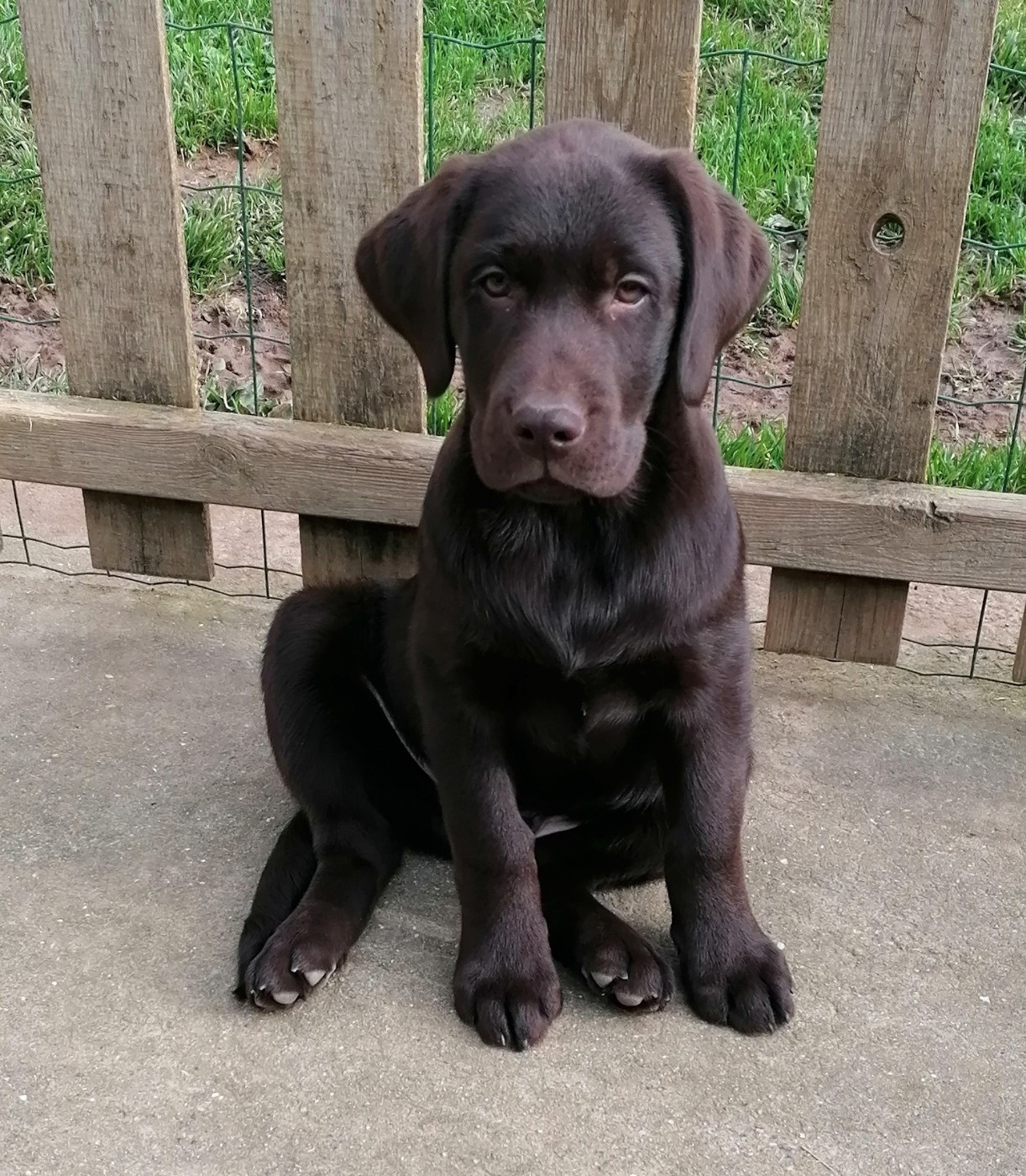 De La Vallée De Brétignolle - Chiots disponibles - Labrador Retriever